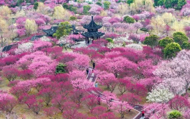 “颜值”变“产值” “赏花+”催动文旅消费活力